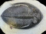 Bargain, Zlichovaspis Trilobite #56539-3